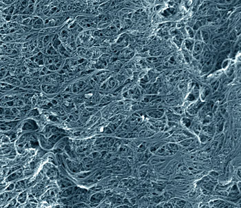 Scanning electron microscope image of a typical sample of the NIST single-wall carbon nanotube soot standard reference material. The nanotubes tend to stick together and form smaller and larger bundles. Some of the impurities also are visible. The image shows an area just over a micrometer wide. (Color added for clarity.) Credit: Vladar, NIST