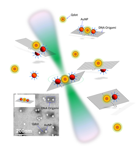 The NIST team explored the behavior of quantum dots and gold nanoparticles placed in different configurations on small rectangular constructs made of self-assembled DNA (see inset for photograph). Laser light (green) allowed the team to explore changes in the fluorescent lifetime of the quantum dots when close to gold particles of different sizes. Credit: NIST