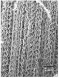 Coiled carbon nanotubes and nanowires