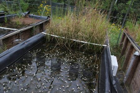 This mesocosm used by the Center for the Environmental Implications of Nanotechnology (CEINT) is basically a small, self-contained ecosystem with embedded sensors that is used to study how nanoparticles interact with all aspects of a natural system.