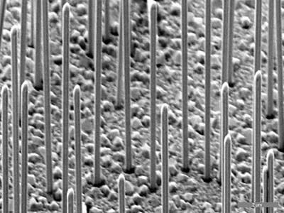Gallium-arsenide nanowires on a silicon surface - Bild: Thomas Stettner/Philipp Zimmermann / TUM