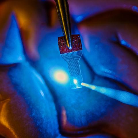 A blue light shines through a clear, implantable medical sensor onto a brain model. See-through sensors, which have been developed by a team of UW–Madison engineers, should help neural researchers better view brain activity. Justin Williams research group